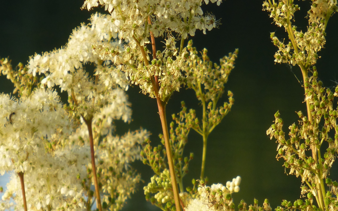 De delicate moerasspirea